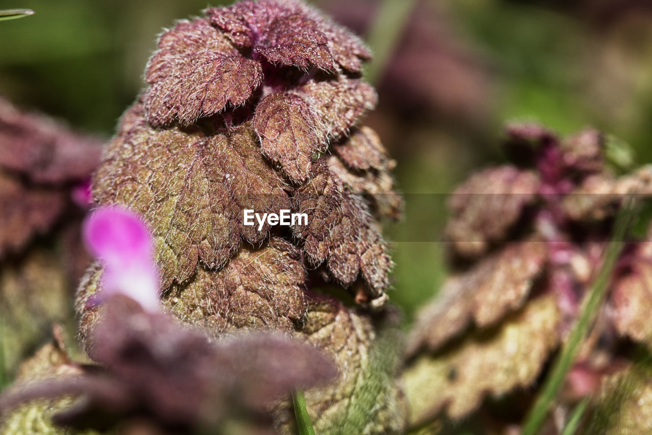 CLOSE-UP OF PURPLE FLOWERS ON TREE