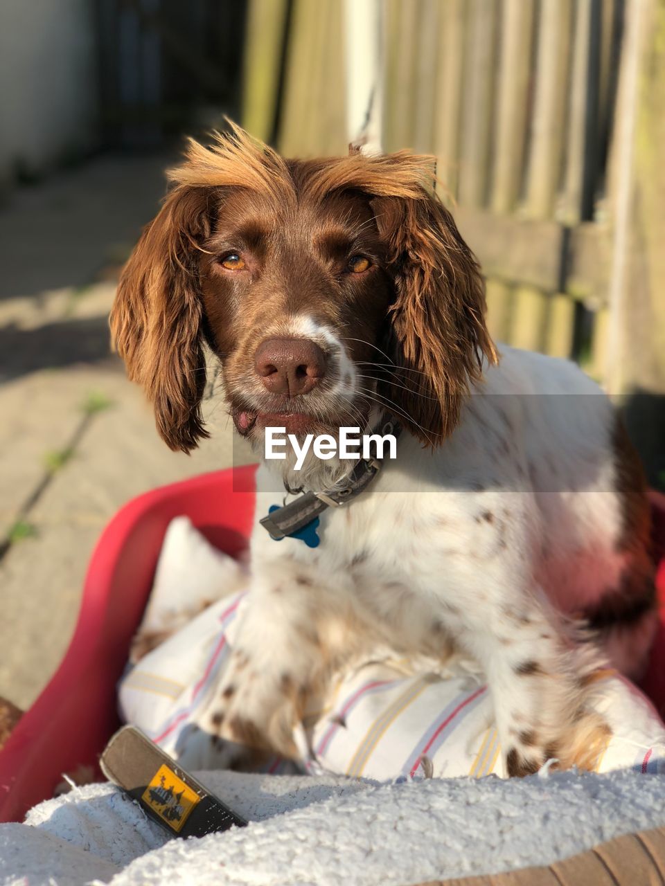 CLOSE-UP PORTRAIT OF DOG SITTING ON FLOOR