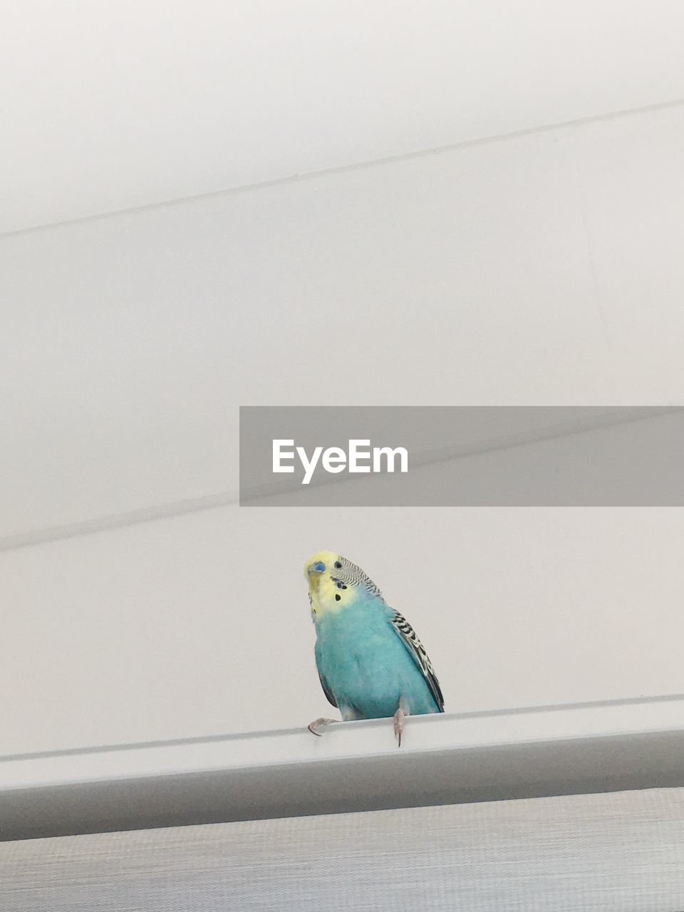 Bird perching on wall