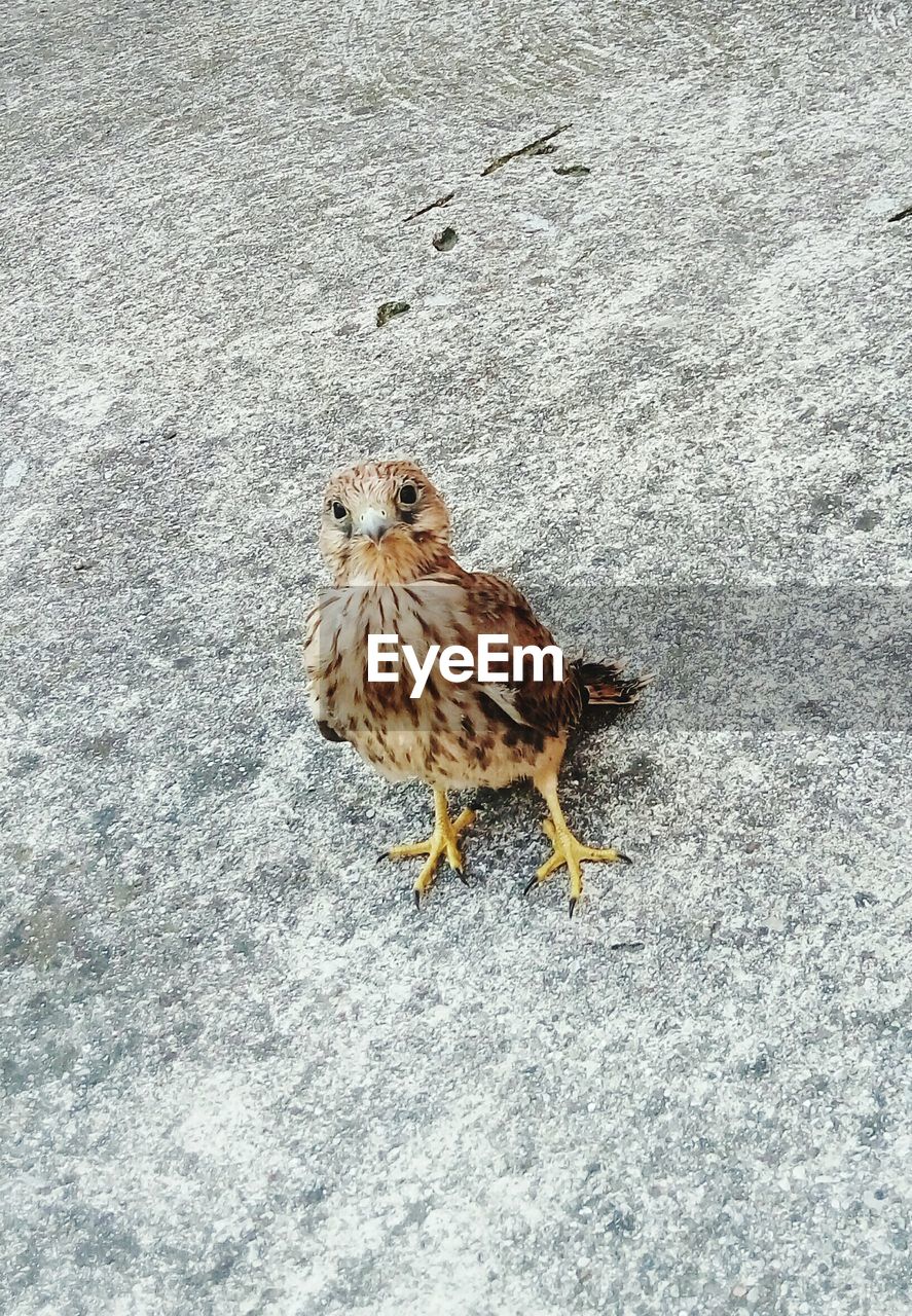 High angle view of hawk perching on rock