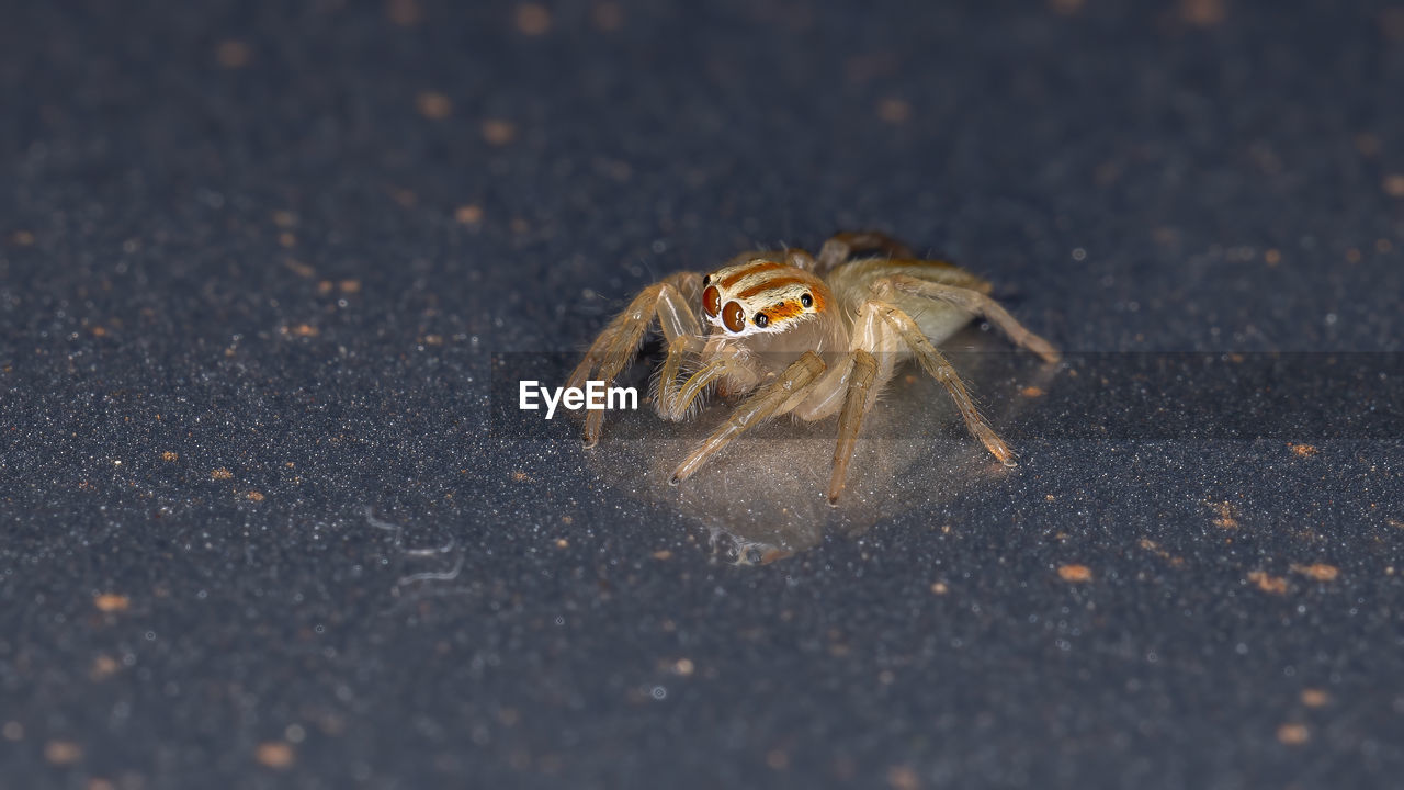 CLOSE-UP OF SPIDER ON THE GROUND