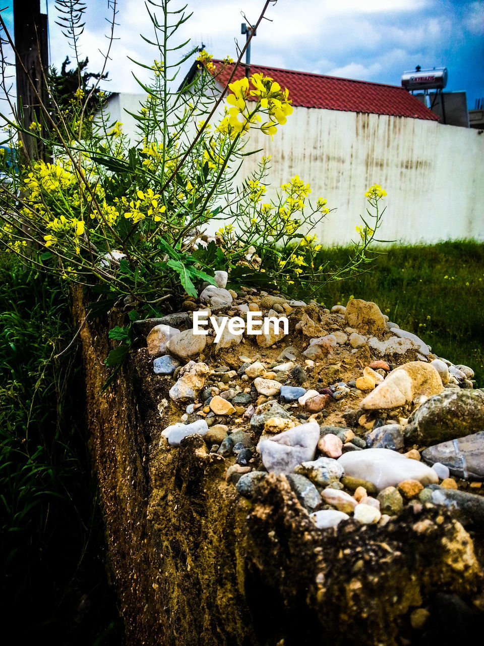 Flowers on ruined wall