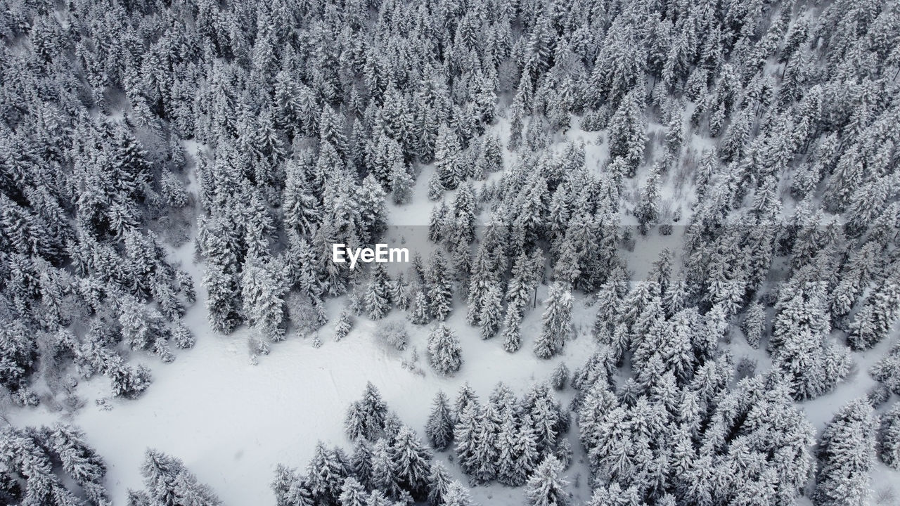 Snowed forest aerial
