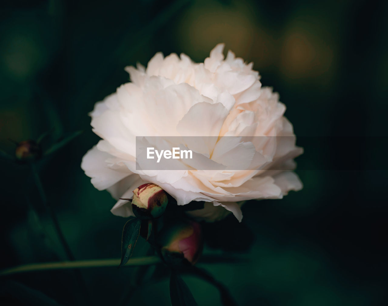 close-up of white rose flower