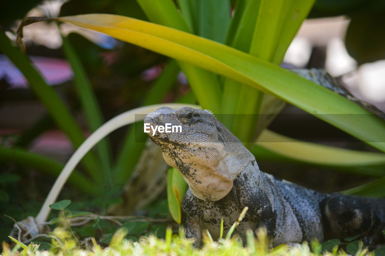 animal themes, animal, animal wildlife, reptile, one animal, wildlife, lizard, plant, nature, no people, iguana, green, travel destinations, animal body part, grass, tropical climate, close-up, environment, outdoors, side view, portrait