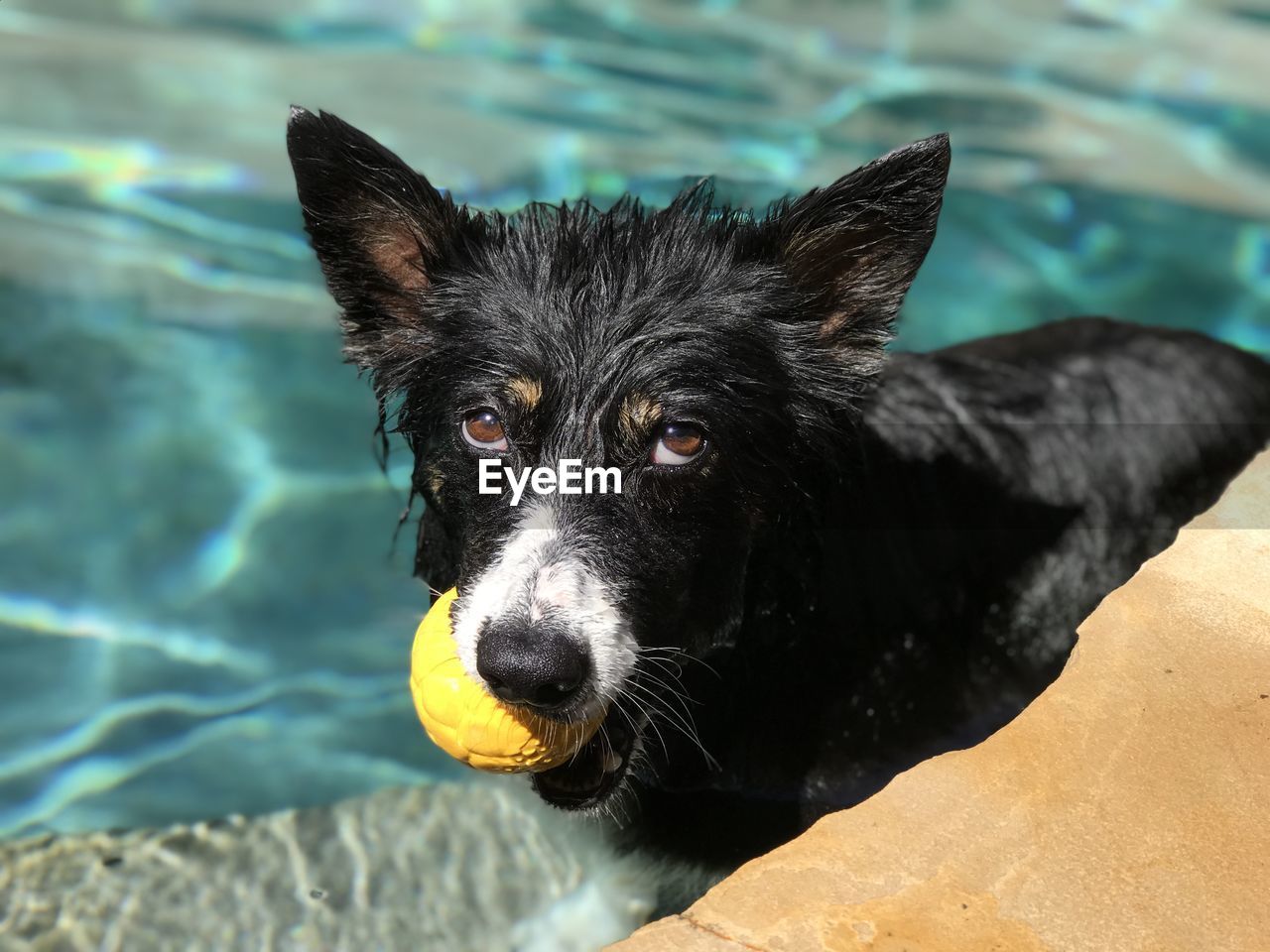 Portrait of black dog in a swimming pool