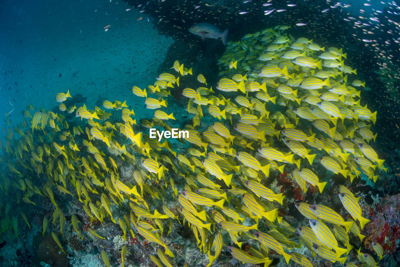 School of blue banded snapper ,wide angle