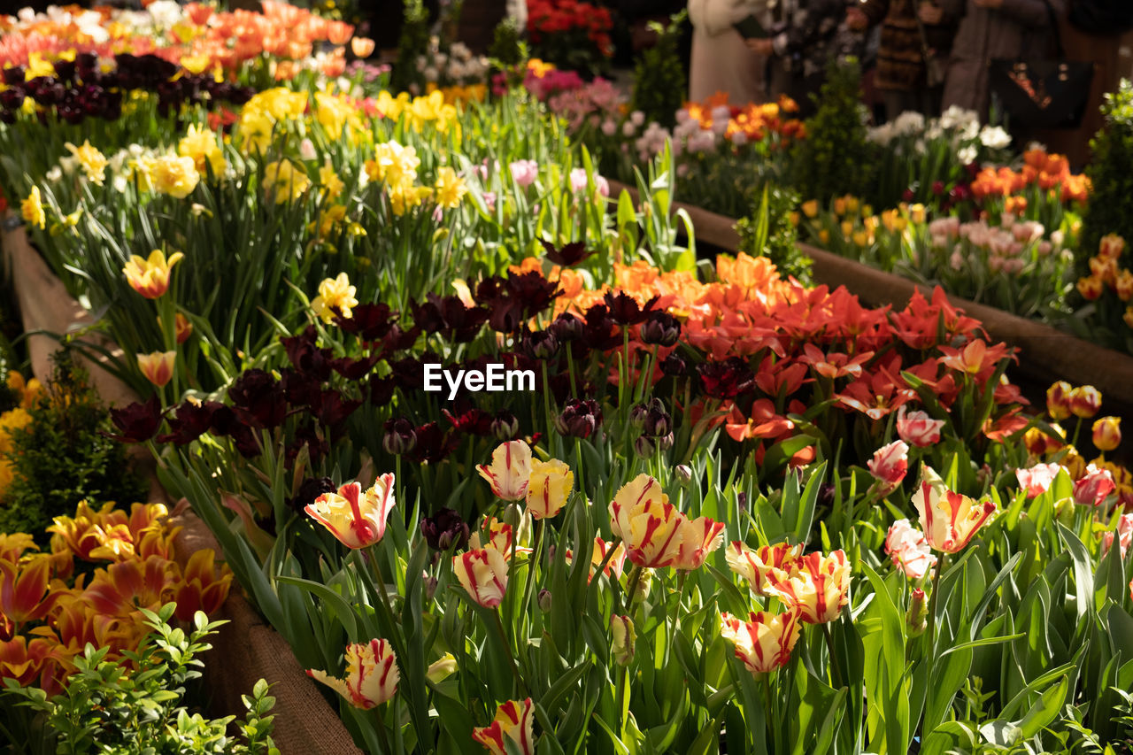 close-up of flowers blooming in field