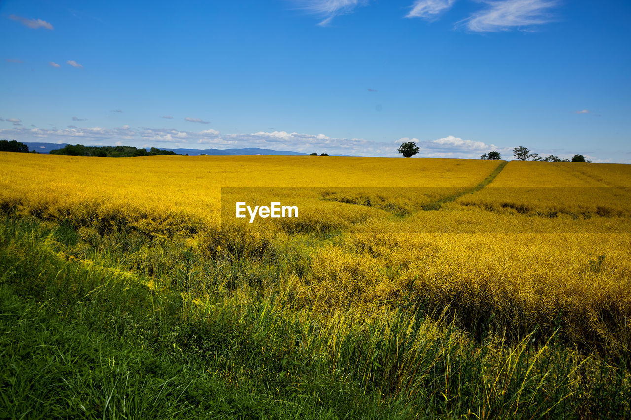 Scenic view of field against sky