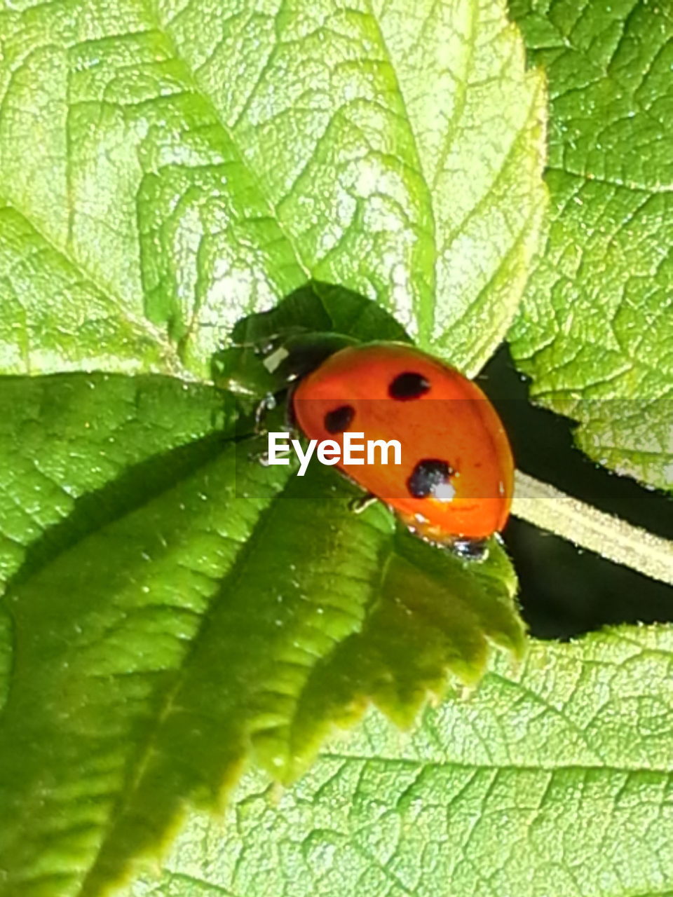 LADYBUG ON LEAF