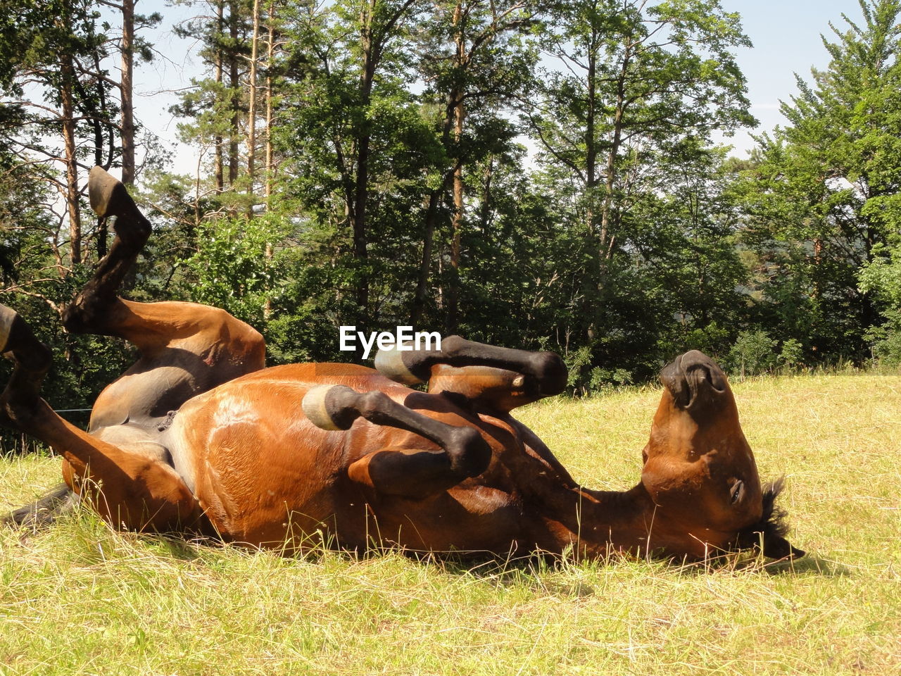 High angle view of horses on grassy field