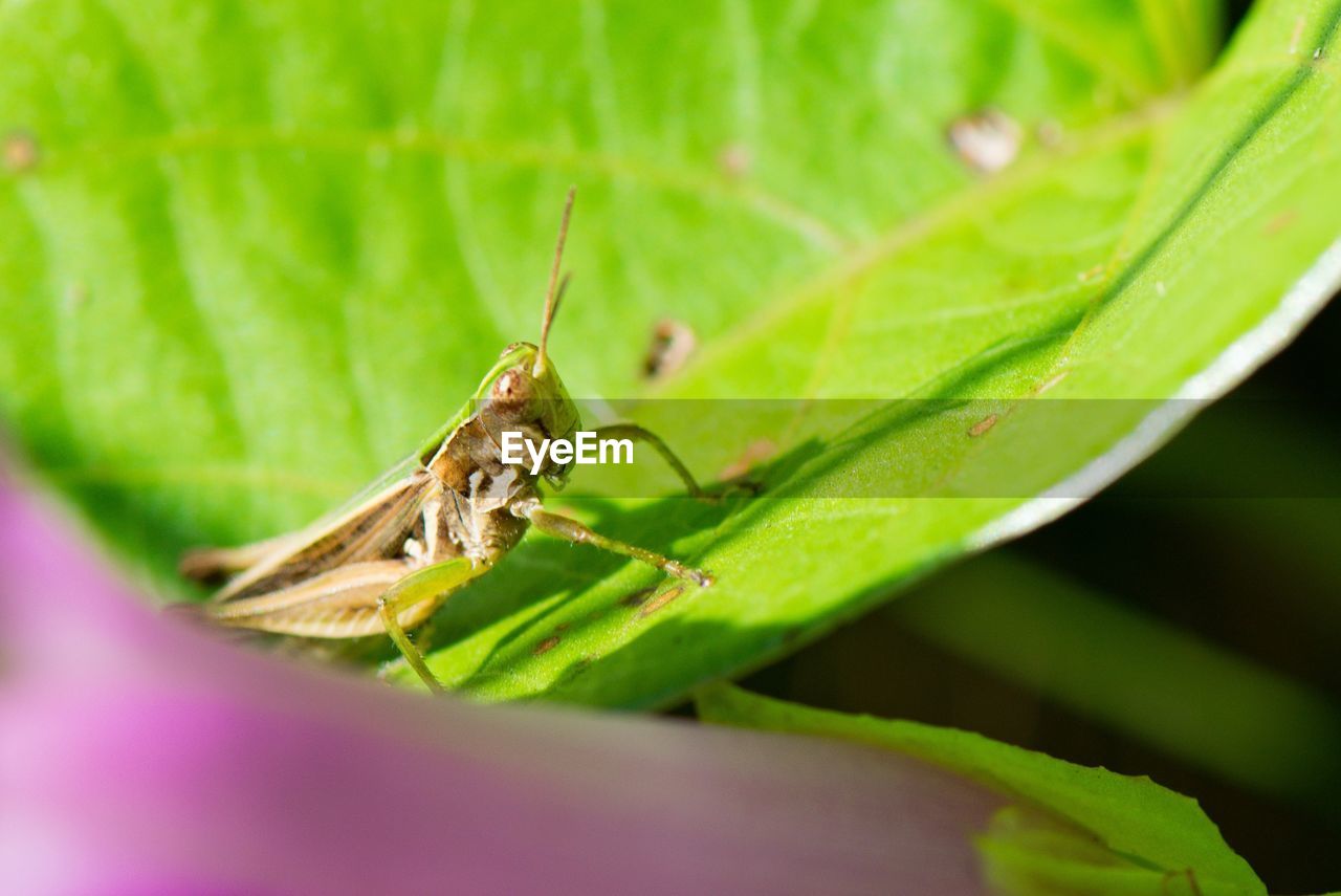 Close-up of insect on leaf