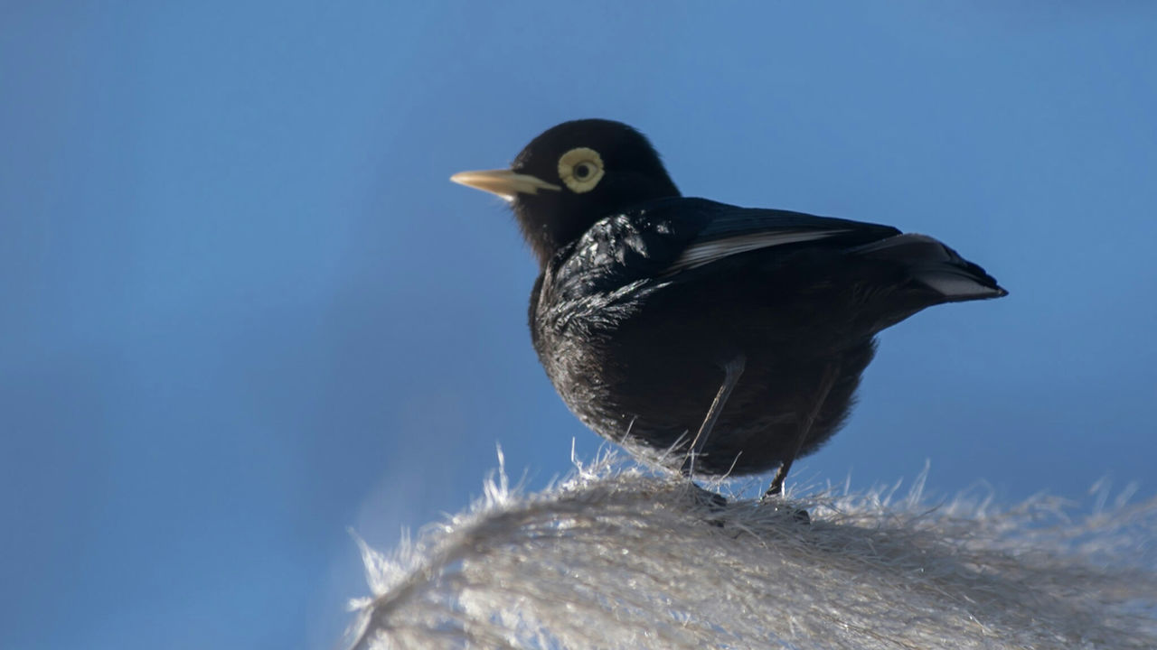 CLOSE-UP OF BIRD AGAINST SKY