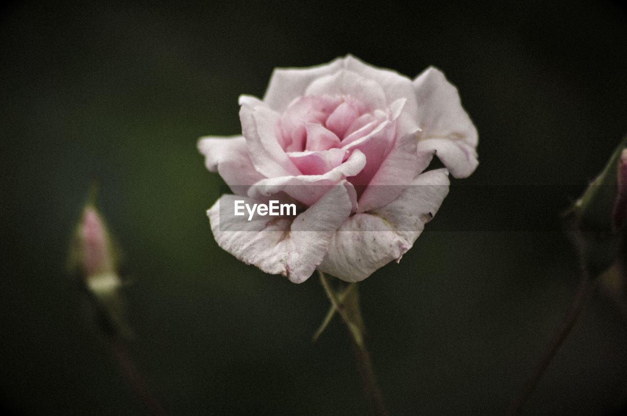 Close-up of flower blooming outdoors