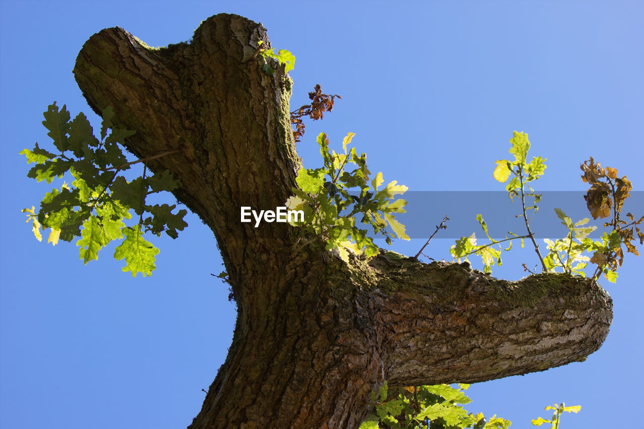 Low angle view of tree against clear blue sky