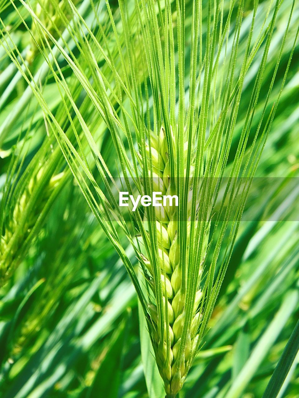 Close-up of crop growing on field