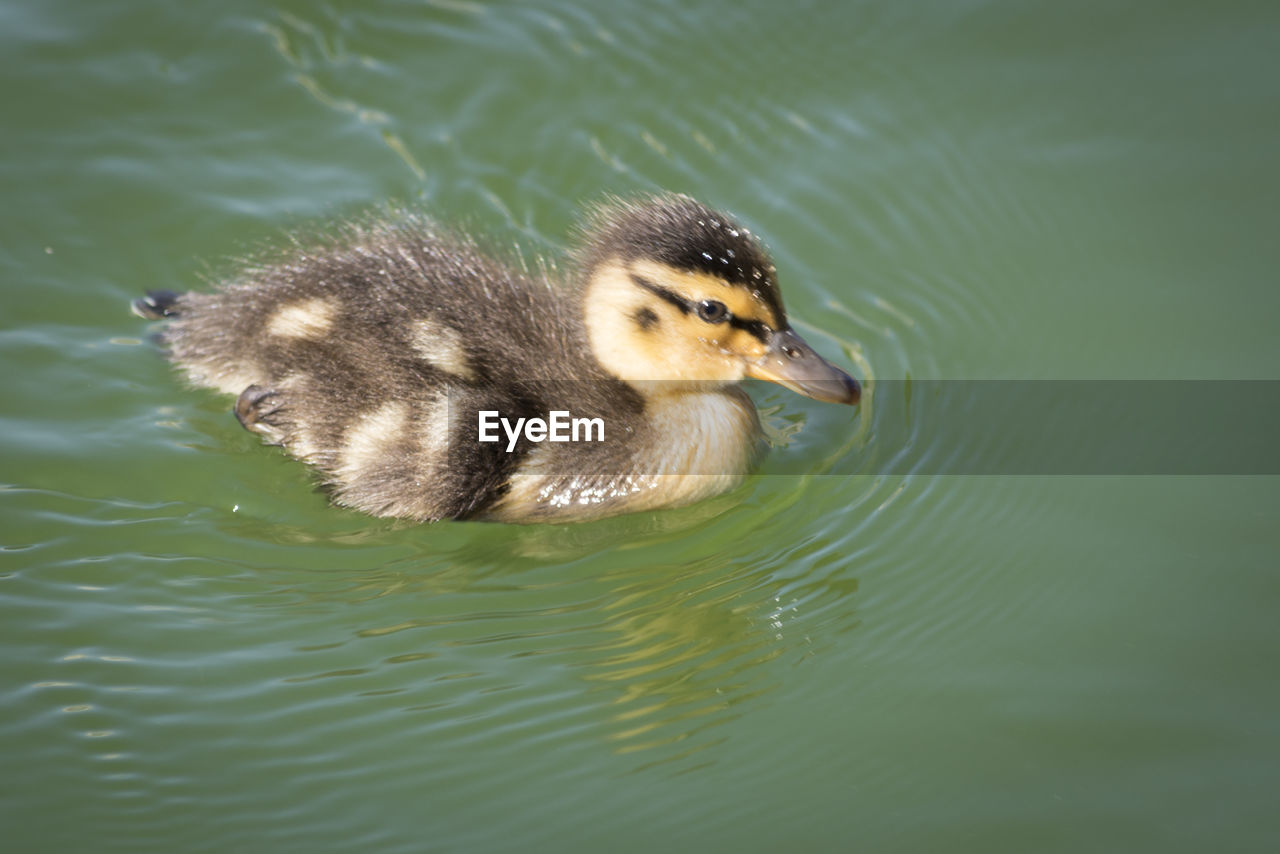 HIGH ANGLE VIEW OF SWAN IN LAKE