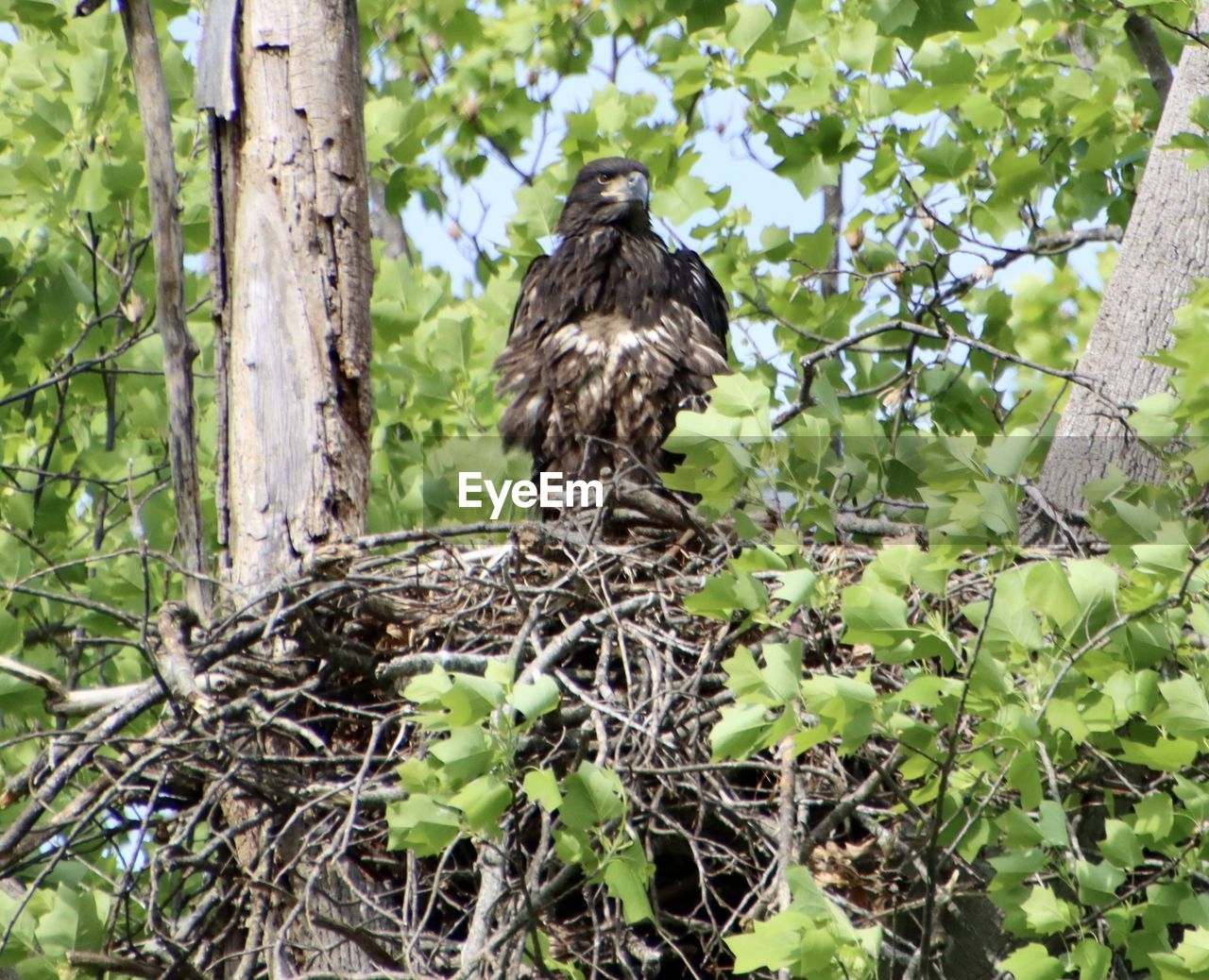 tree, plant, animal, animal themes, animal wildlife, wildlife, bird, nature, bird of prey, branch, low angle view, one animal, no people, perching, day, eagle, growth, plant part, green, leaf, outdoors, forest, land, beauty in nature, animal nest, hawk, nest, jungle