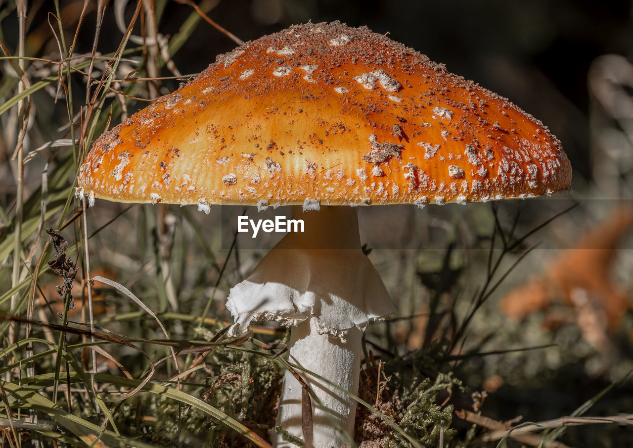 CLOSE-UP OF FLY AGARIC MUSHROOM