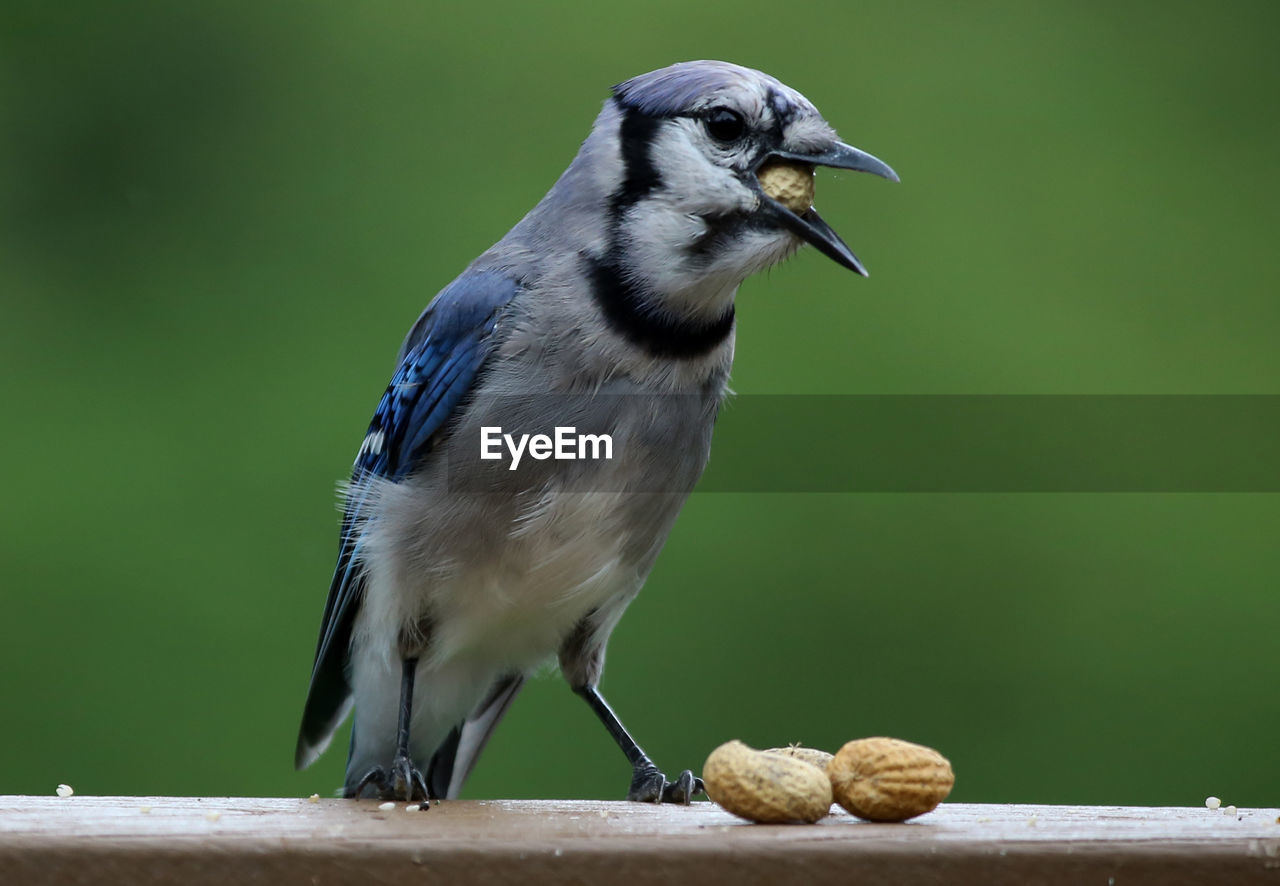 Close-up of bird with peanuts perching on railing