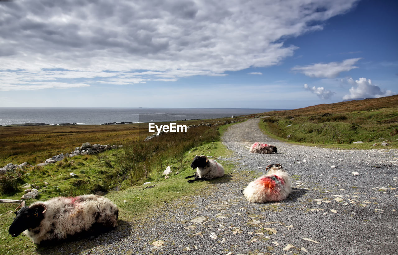 SHEEP ON BEACH