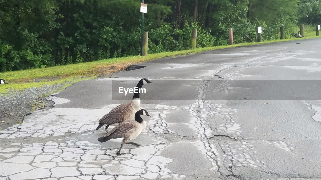 BIRD ON ROAD
