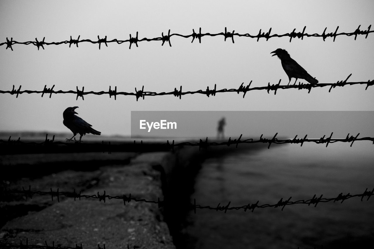 FLOCK OF BIRDS PERCHING ON A FENCE