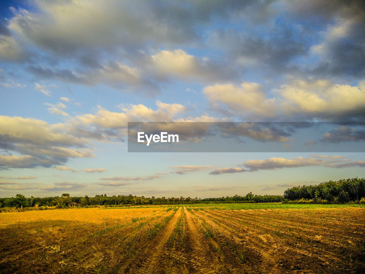 SCENIC VIEW OF AGRICULTURAL FIELD AGAINST SKY DURING SUNSET