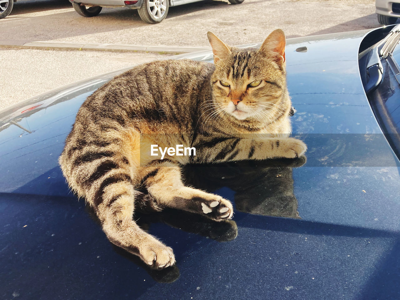 pet, cat, animal, mammal, feline, animal themes, domestic cat, domestic animals, one animal, car, motor vehicle, transportation, mode of transportation, whiskers, land vehicle, felidae, small to medium-sized cats, vehicle, tabby cat, relaxation, no people, road, carnivore, day, city, street, portrait, tabby, looking at camera, sitting