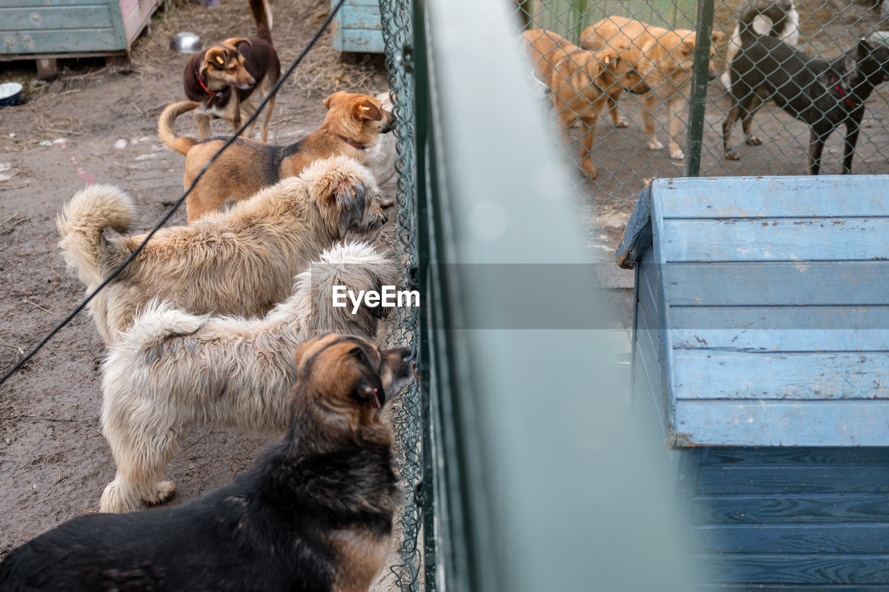 Dogs waiting for adoption in animal shelter. homeless dogs in the shelter. stray animals concept.