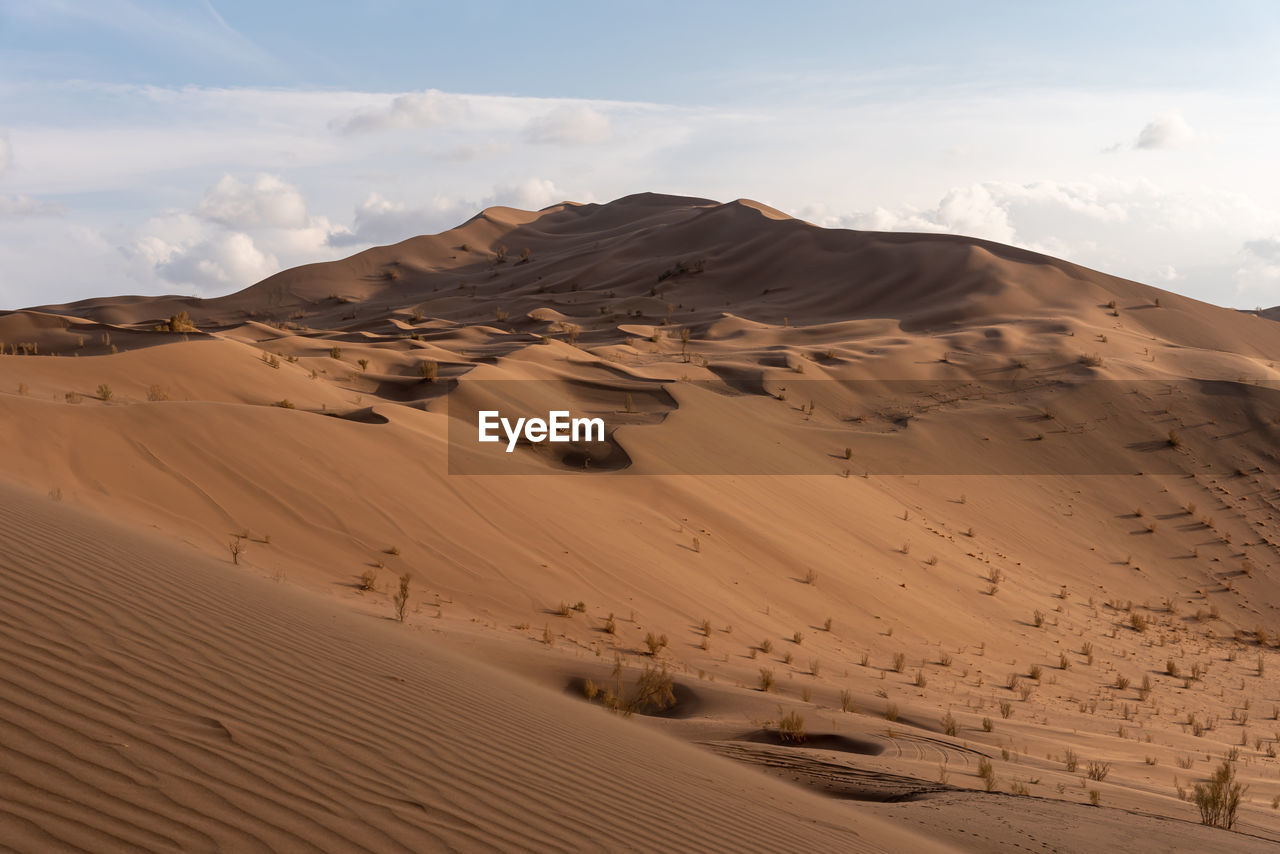 View from nature and landscapes of dasht e lut or sahara desert with rotten tamarisk tree .