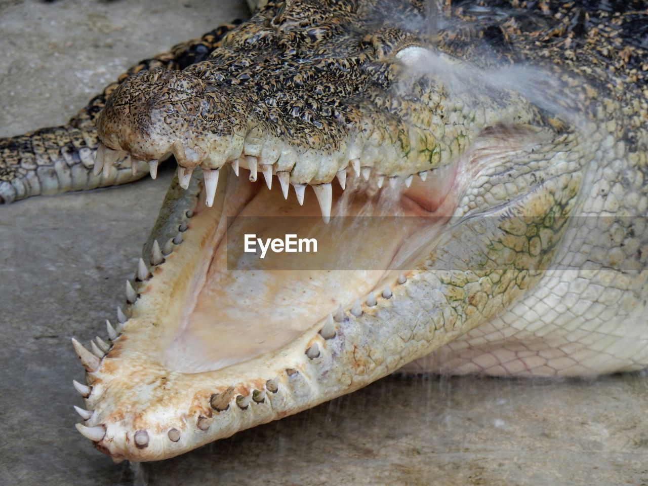 Close-up of alligator