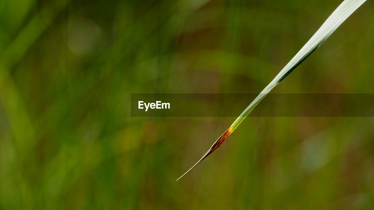 CLOSE-UP OF BAMBOO PLANT