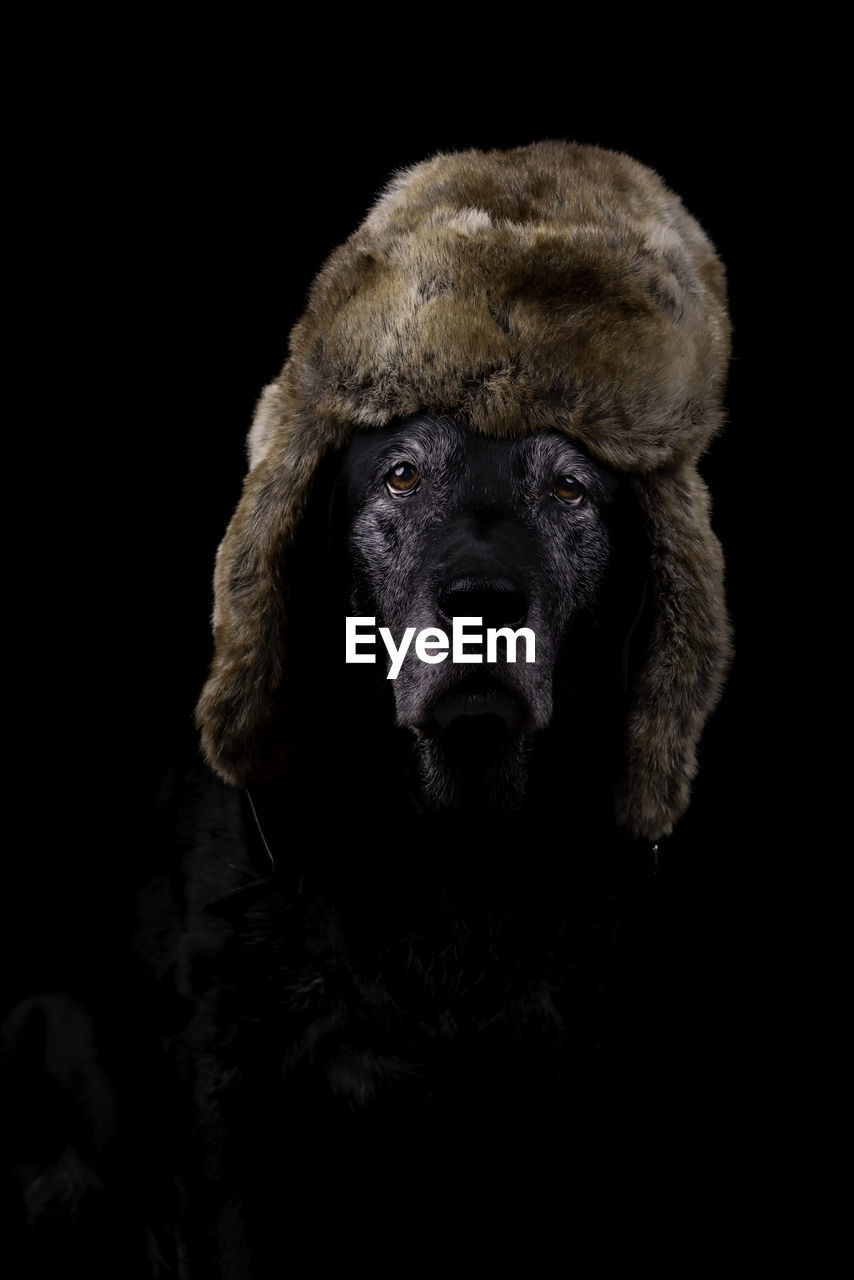 Close-up portrait of a dog over black background