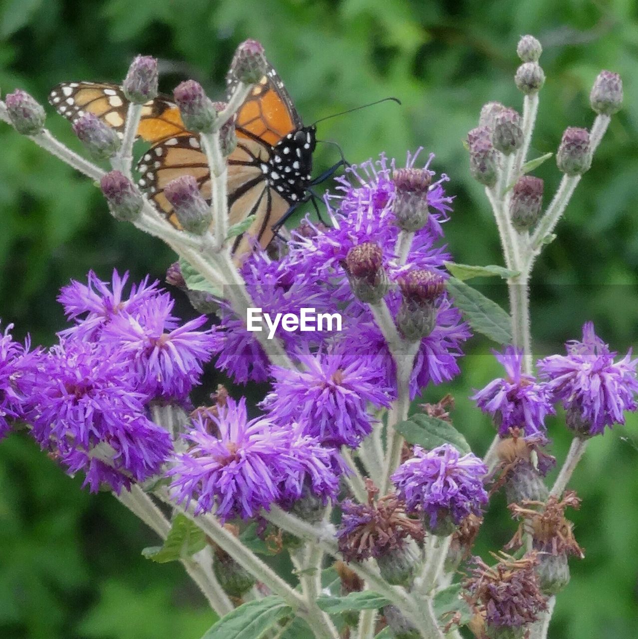 CLOSE-UP OF INSECT POLLINATING ON FLOWER