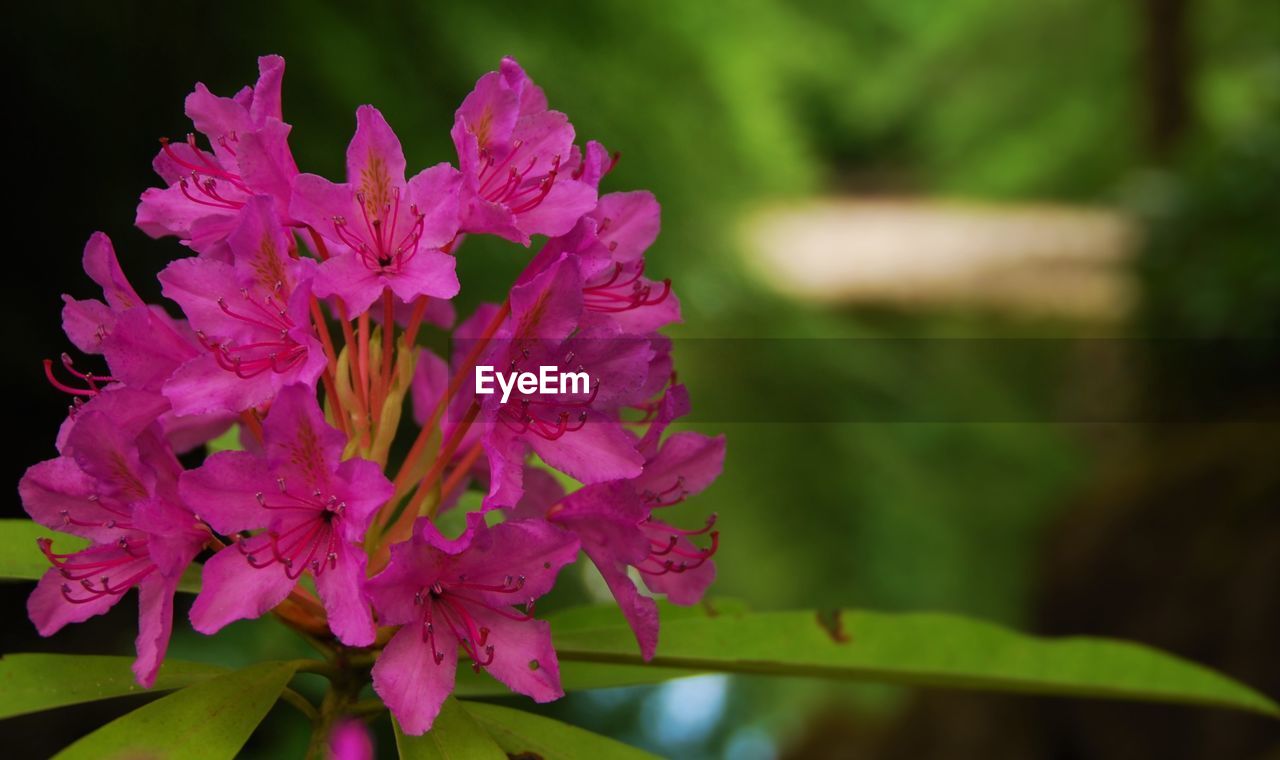 CLOSE-UP OF PINK FLOWERS BLOOMING