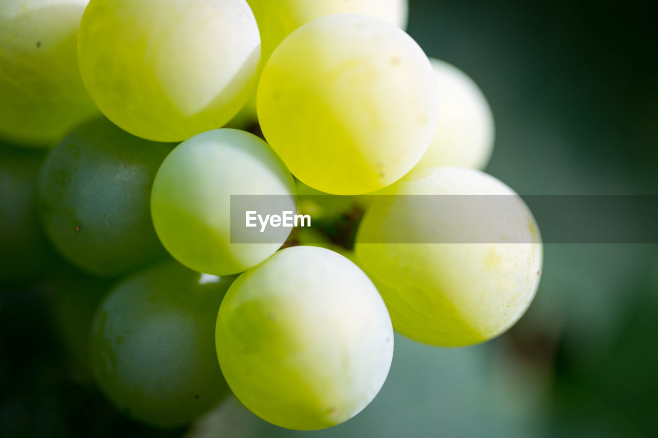 CLOSE-UP OF GREEN GRAPES IN VINEYARD