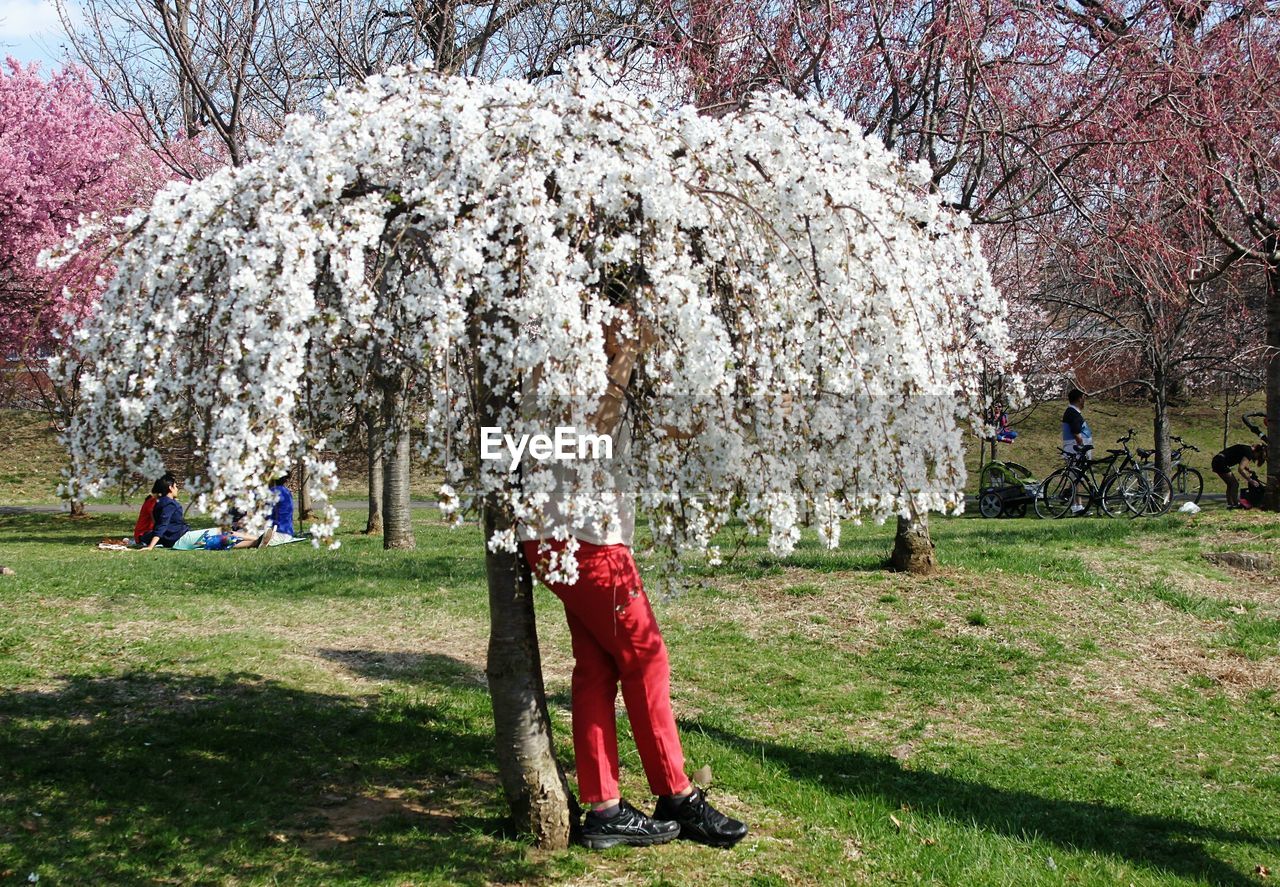 FULL LENGTH OF WOMAN WITH CHERRY BLOSSOM TREE