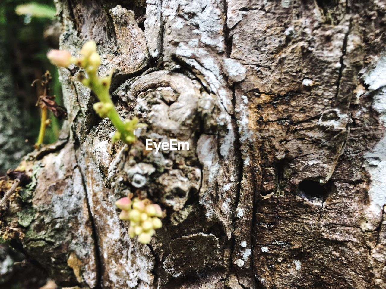 CLOSE-UP OF LICHEN GROWING ON TREE