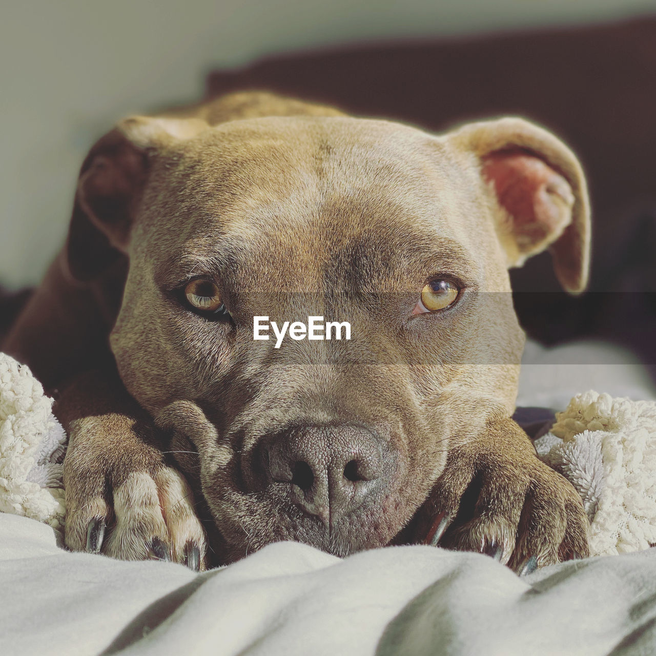 PORTRAIT OF DOG RESTING ON BED