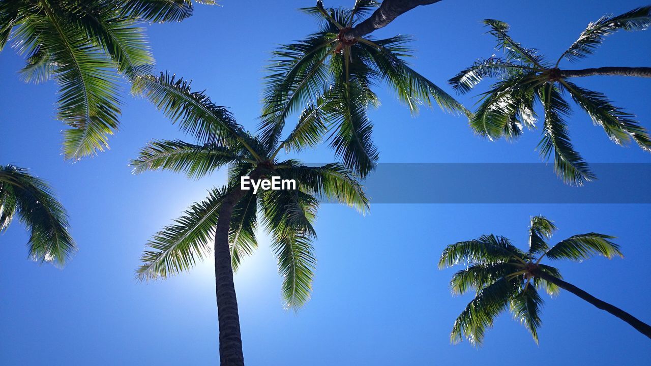 Low angle view of palm trees against clear blue sky