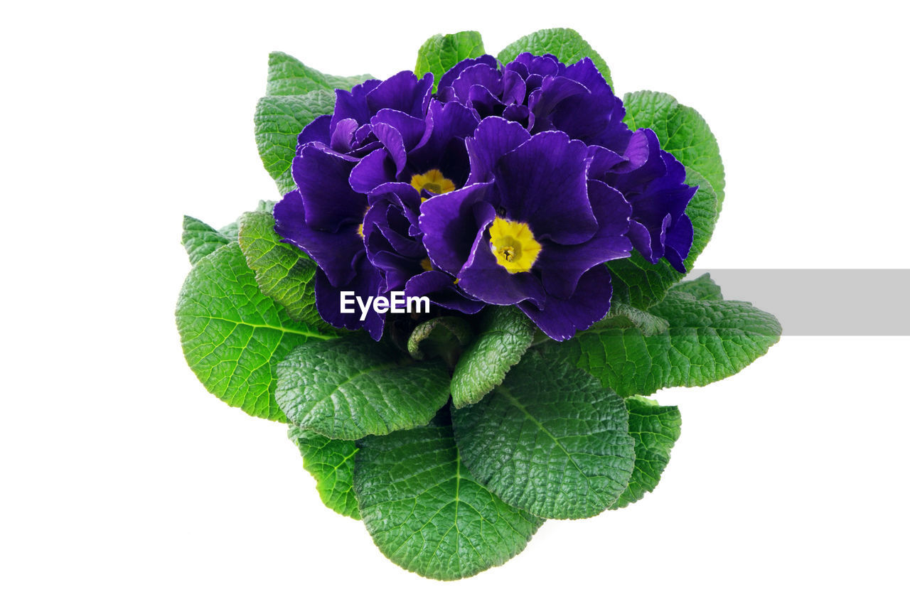 CLOSE-UP OF PURPLE FLOWER AGAINST WHITE BACKGROUND