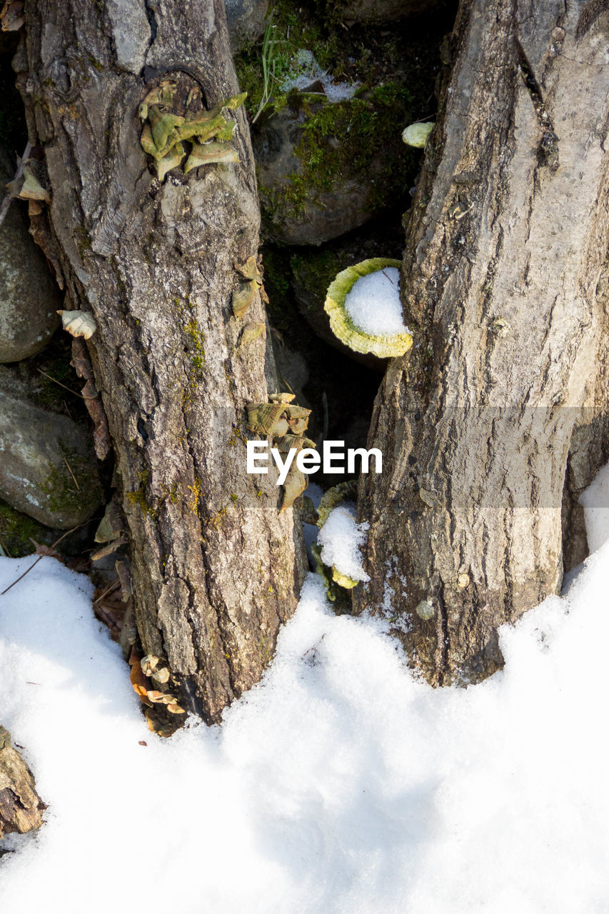 CLOSE-UP OF SNAKE ON TREE TRUNK