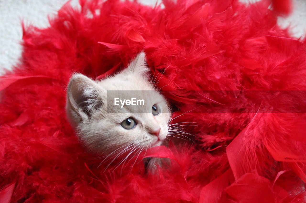 Close-up of british shorthair kitten with red feather boa on sofa