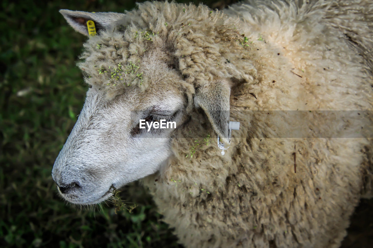 CLOSE-UP OF SHEEP ON FIELD