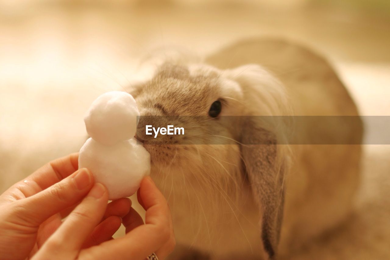 Close-up of hands showing cotton ball to a rabbit