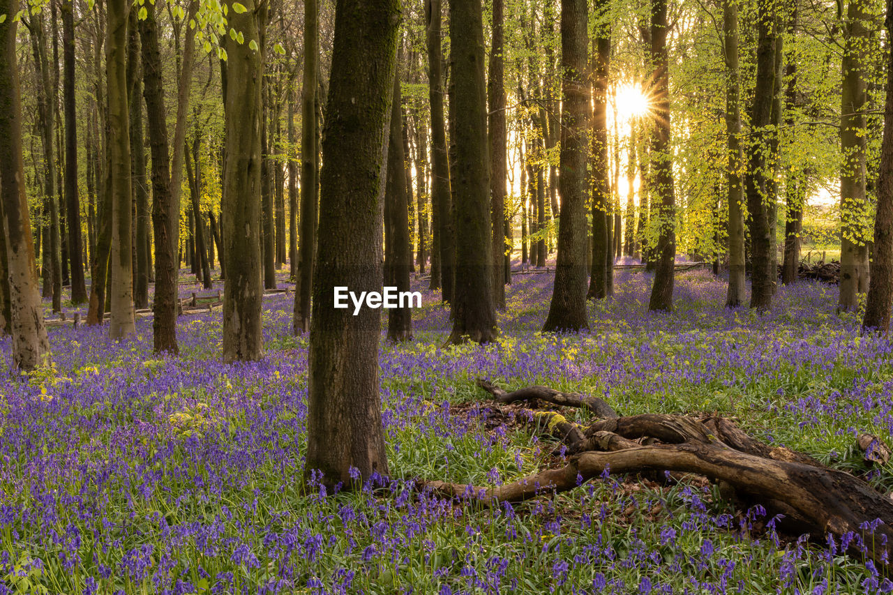 Woods covered with bluebells