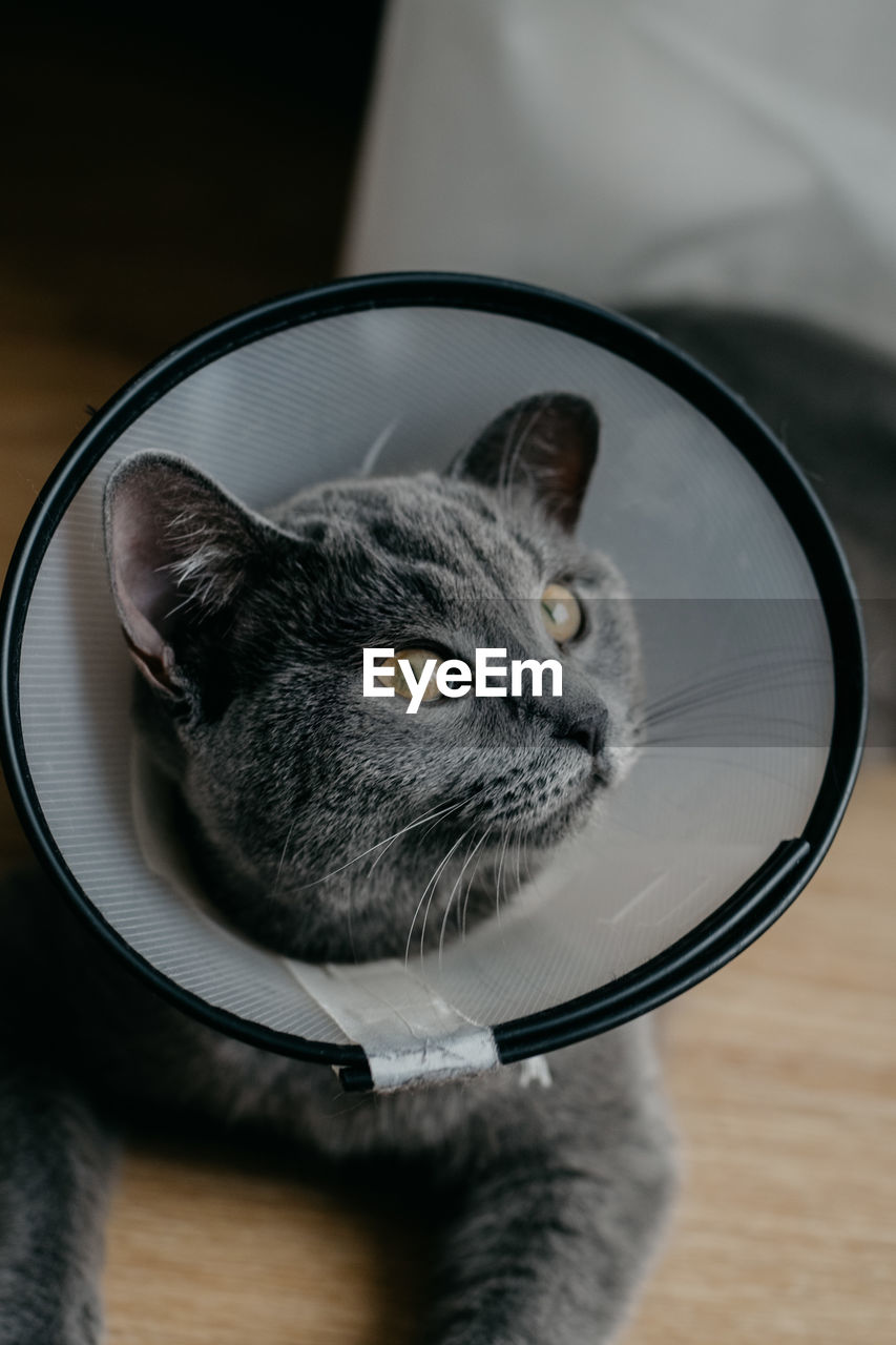 HIGH ANGLE VIEW OF CAT LOOKING AT CAMERA