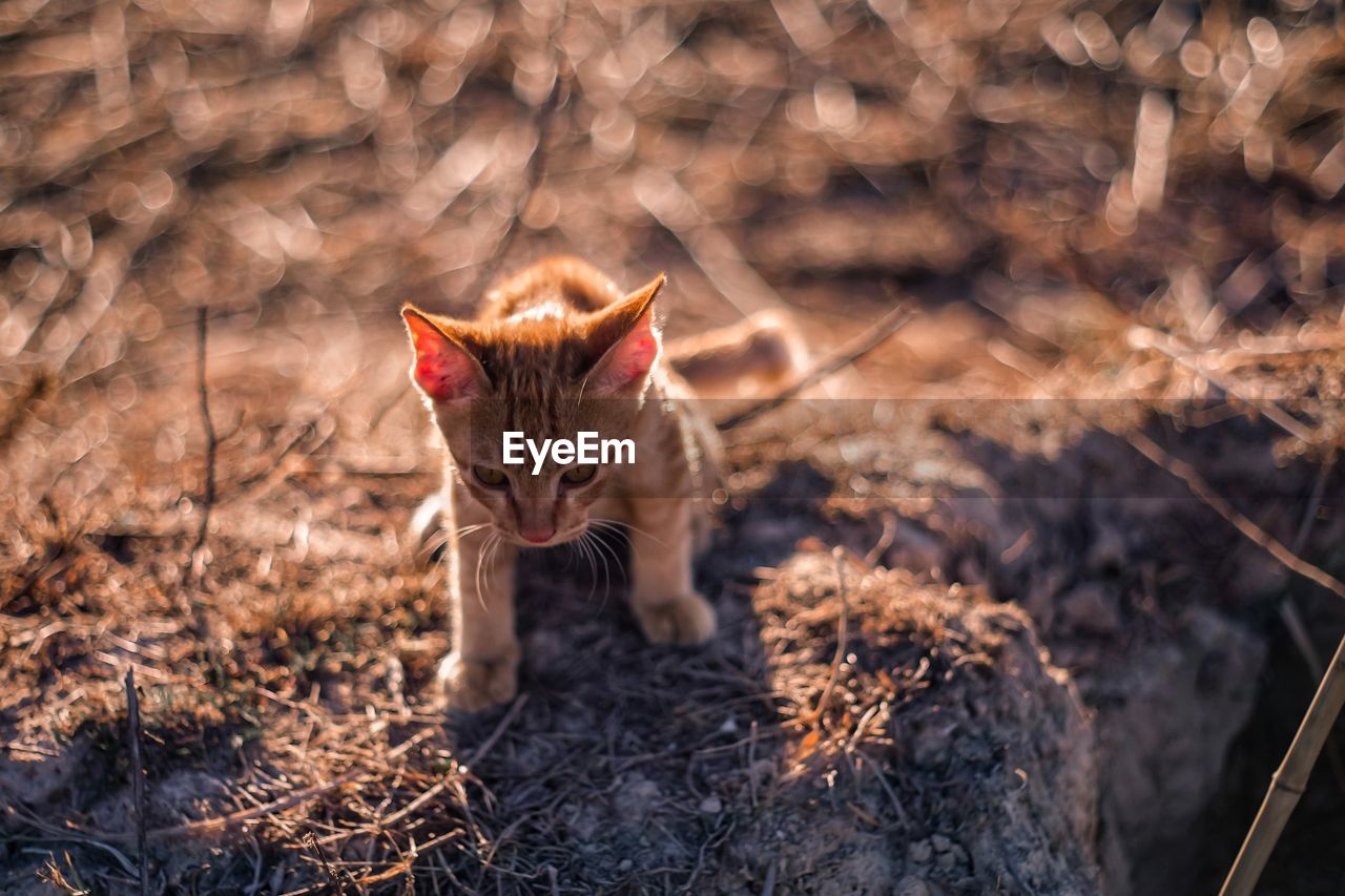 PORTRAIT OF A CAT ON A FIELD