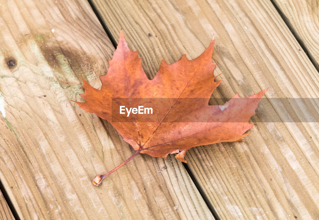 High angle view of dry maple leaf on wooden table